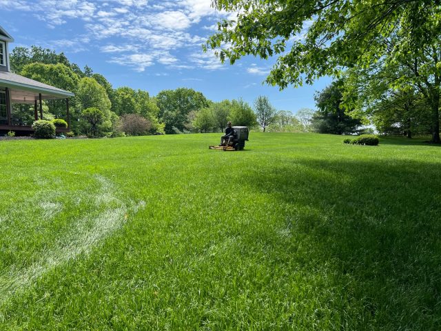 Grasshopper Gardens will keep your lawn from Lake George to the Capitol District, NY looking its best with professional lawn mowing and complete lawn care services. 
🌳 🌳 🌳 
Regular mowing does more than maintain appearances. It promotes healthier grass, prevents weed growth, and keeps your yard in top condition throughout the growing season.🌱 

When grass is left too long or cut unevenly, it weakens the root system, invites pests, and creates an uneven front lawn that detracts from your home’s curb appeal. ❗ 😬 

We’ll work with you to maintain a lawn that makes your home stand out and amazes anyone who walks by. 🏡 

📞 518.500.4132
or email us at
📧 info@nicelawns.com

 #lawncare #lawnmaintenance #lawnmowing #upstatenylandscaping