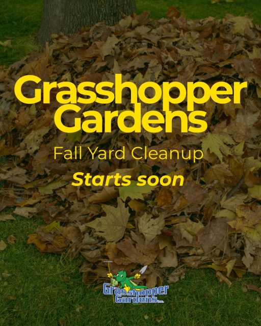 A Fall Cleanup Is More Than Just Raking Leaves 🍂
When the leaves start falling, getting them off your property isn’t just about making everything look clean, it helps prepare your landscape for the winter ahead.
Our fall cleanup crews thoroughly remove leaves, sticks, and seasonal debris from:
🍁 Lawns
🌿 Landscape beds
🏡 Hardscaping areas
🌳 Around your property
Removing built-up leaves and debris helps prevent your lawn and landscaping from sitting under heavy, matted material all winter, while leaving your property clean, cared for, and ready for the season ahead.
Let our team handle the cleanup so you don’t have to.
Enhance Your Life Outside.
Learn more about our fall cleanup services:
https://www.grasshoppergardens.com/full-service-landscaping/fall-yard-cleanup/