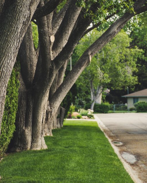 A trimmed curb links your landscape to your driveway, making your home a cohesive, polished property to admire from the street 🌳 🏡 🌳 

Every detail matters.

📞 518.500.4132
or email us at
📧 info@nicelawns.com

https://www.grasshoppergardens.com/about-us/residential-landscaping/
