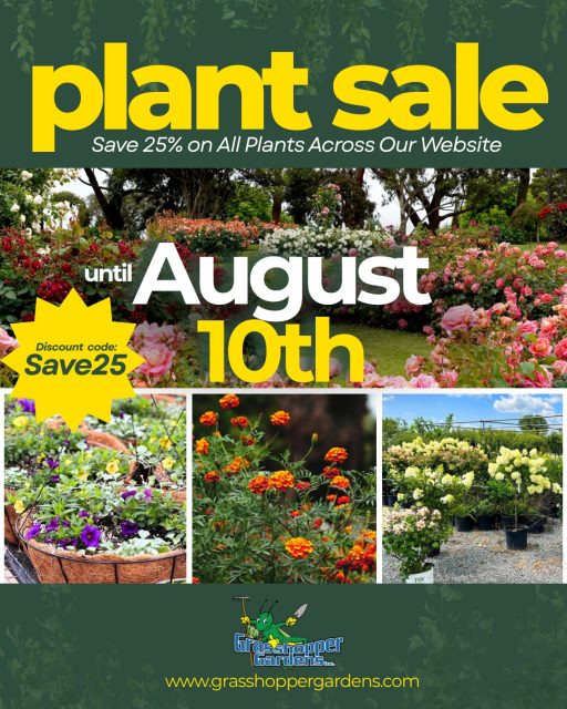 The Plant Sale You've Been Waiting For Is Here! 

Starting Friday through August 10, enjoy 25% OFF all plants available on our website!

Whether you're adding color to your landscape, refreshing your garden beds, or planting for the season ahead, now is the perfect time to save.

🪴 Use code: SAVE25 at checkout
🌱 Shop online: Browse our full selection of plants and landscaping products today.

📞 Questions? Give us a call at 518-760-6537 or contact us online—we're happy to help you find the perfect plants for your space!

Don't wait—this sale ends August 10!

See our selection here: https://shop.grasshoppergardens.com

#GrasshopperGardens #PlantSale #CapitalRegionNY #GardenCenter #LandscapeDesign #ShopLocal #Perennials #Trees #Shrubs #Gardening