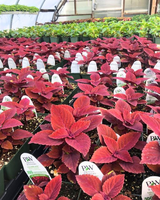 At Grasshopper Gardens we grow all of our plants here in our nursery to ensure the highest quality of care🪴. 

With over 30 years of experience, our nursery experts pay special attention to every detail of your plants for their new home.☺️ 

Local orders are FREE and delivered by a Grasshopper nursery professional.

https://shop.grasshoppergardens.com/shop/

☎️ 518-864-1530
or email us at
📧 info@nicelawns.com
