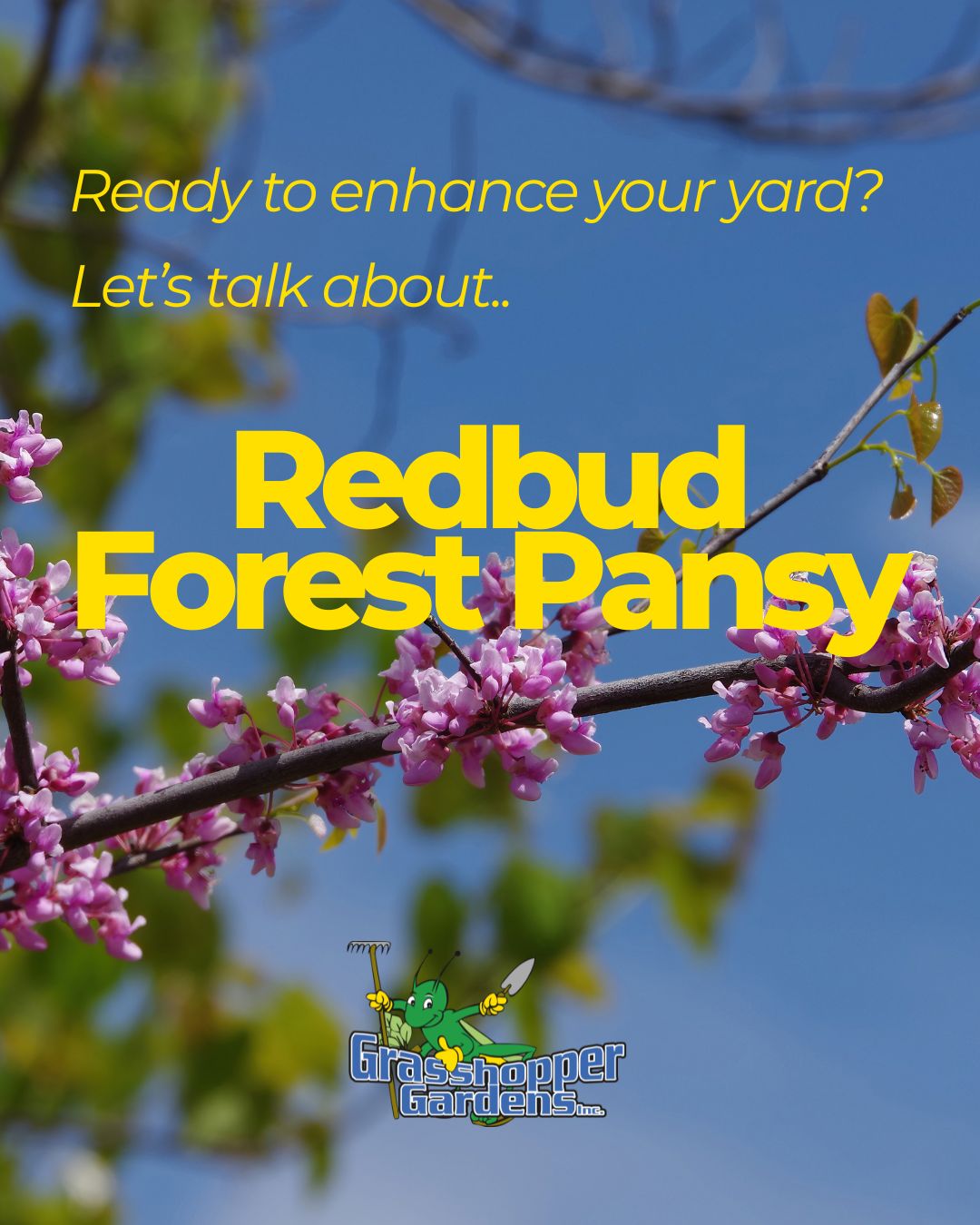 🌳 Add a Pop of Color to Your Landscape with the Forest Pansy Redbud!

Looking to make your landscape stand out? The Forest Pansy Redbud is a stunning ornamental tree that brings beauty to your yard in every season.

🌸 Why homeowners love it:
💜 Rich burgundy foliage that creates beautiful contrast
🌷 Vibrant pink spring blooms before the leaves emerge
🍂 Multi-season interest with colorful foliage and elegant branching
🏡 Perfect size for residential landscapes and smaller yards
🐝 Supports early-season pollinators like bees

Whether you're refreshing your front yard or creating a backyard oasis, the Forest Pansy Redbud is a beautiful addition that will be enjoyed for years to come.

✨ Available now!
🚚 FREE Local Delivery
📞 Questions? Call us at 518-400-5149

🌿 Shop today and start creating the landscape you've always envisioned!
https://www.grasshoppergardens.com/

#GrasshopperGardens #ForestPansyRedbud #LandscapeDesign #FloweringTrees #CurbAppeal #GardenInspiration #Landscaping #CapitalRegion #OutdoorLiving #PlantSale