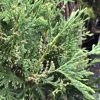 Close-up of juniper branches with slender green shoots and tiny bead-like cones along the twigs