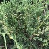 Close-up of a juniper shrub with needle-like green foliage and small pale berry-like cones.