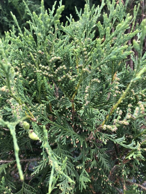 Close-up of a juniper shrub with needle-like green foliage and small pale berry-like cones.