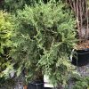 Potted evergreen conifer shrub with dense, feathery blue-green foliage and a plant tag at a nursery display.