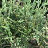 Close-up of green juniper foliage with small round cone scales along twiggy branches.