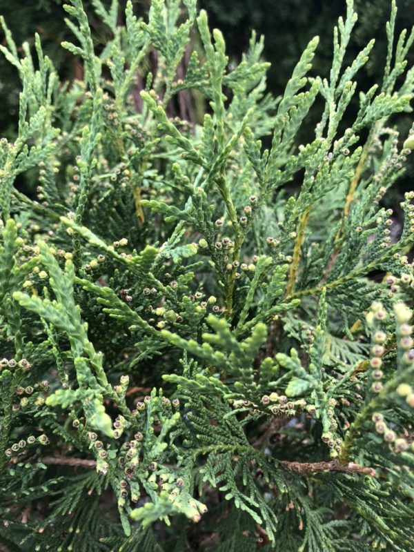 Close-up of green juniper foliage with small round cone scales along twiggy branches.