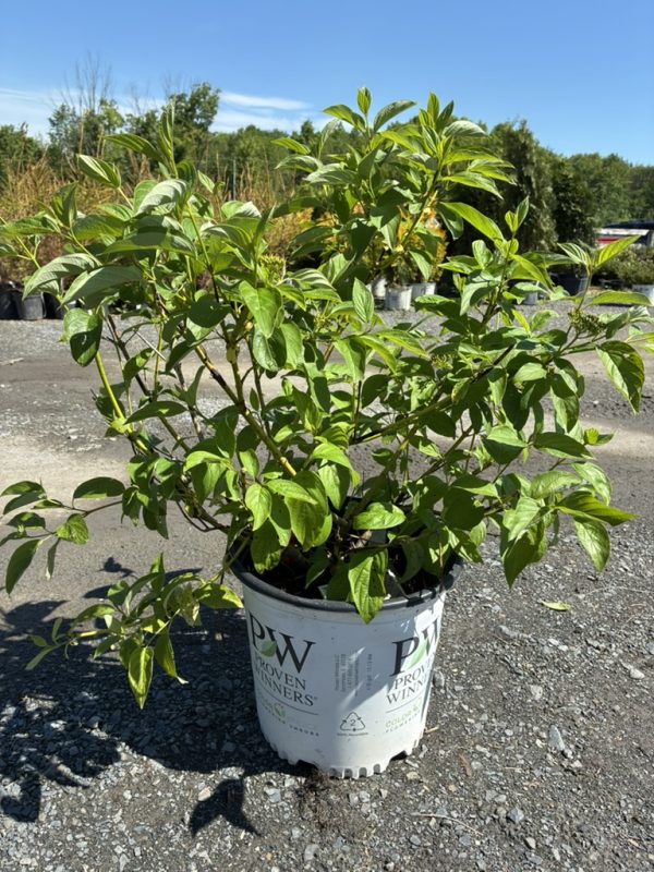 Green leafy ornamental shrub in a white nursery pot labeled PW Proven Winners, outdoors on gravel at a plant nursery.