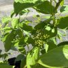 Green leafy plant with small yellow-green flower buds in a garden pot, sunlit and flourishing.
