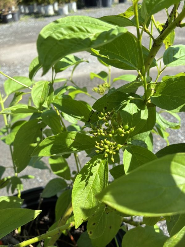 Green leafy plant with small yellow-green flower buds in a garden pot, sunlit and flourishing.