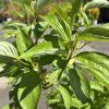 Close-up of bright green leaves on a shrub with a blue sky behind the plant.