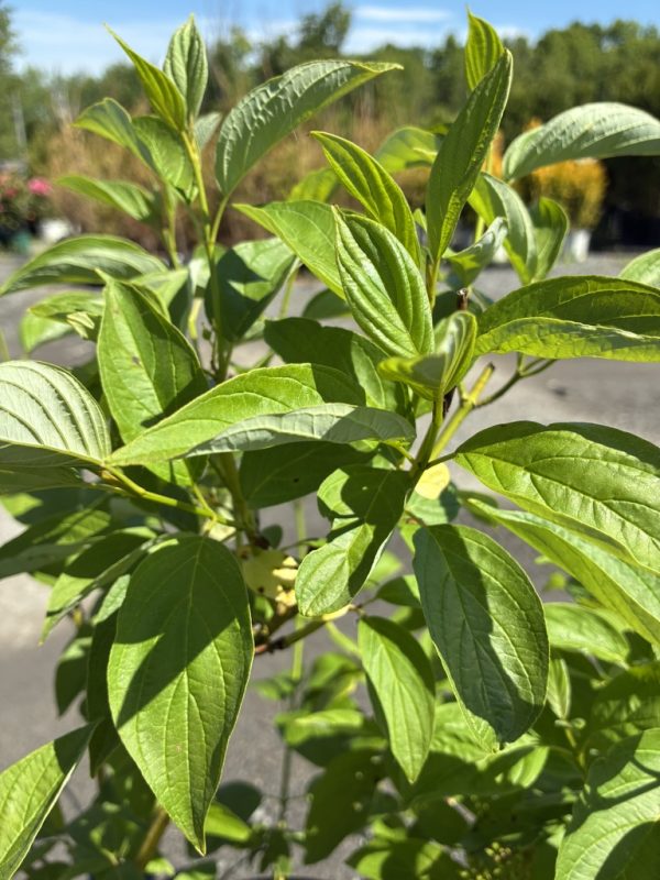 Close-up of bright green leaves on a shrub with a blue sky behind the plant.