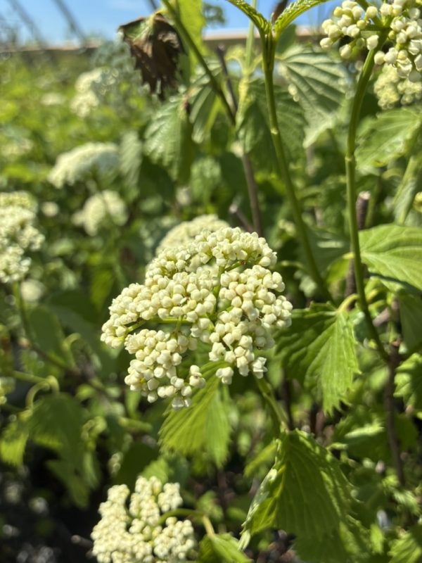 Close-up of creamy white flower clusters on a leafy green shrub in bright sunlight, garden setting.