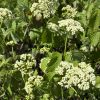Close-up of pale white flower clusters on a green, serrated-leaf shrub in bright sunlight