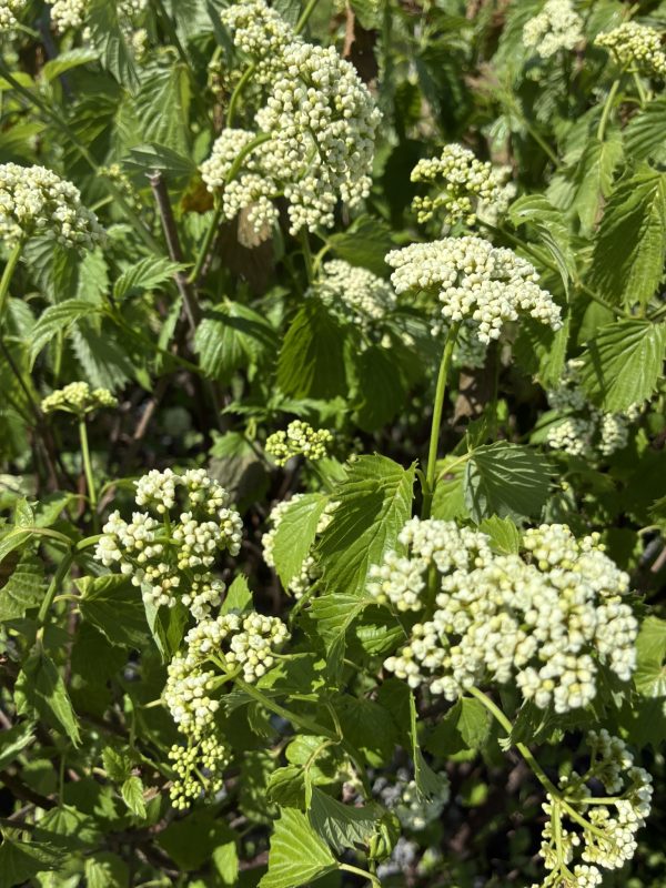 Close-up of pale white flower clusters on a green, serrated-leaf shrub in bright sunlight