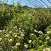 Rows of green flowering shrubs with white cluster blooms under a curved metal hoop greenhouse on a sunny day
