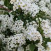 White flowering clusters on a dense green shrub.