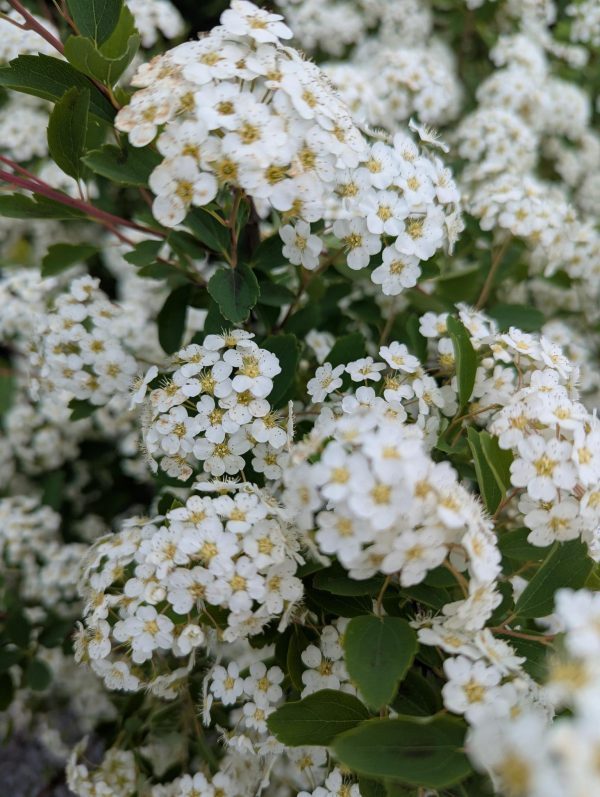 White flowering clusters on a dense green shrub.