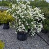 White flowering shrub in a black nursery pot, covered in dense clusters of small white blooms outdoors on gravel.