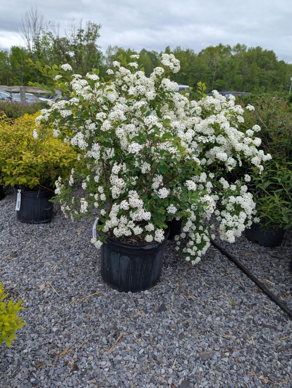 White flowering shrub in a black nursery pot, covered in dense clusters of small white blooms outdoors on gravel.