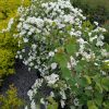 White flowering spirea shrub with arching branches and small green leaves in a garden bed.