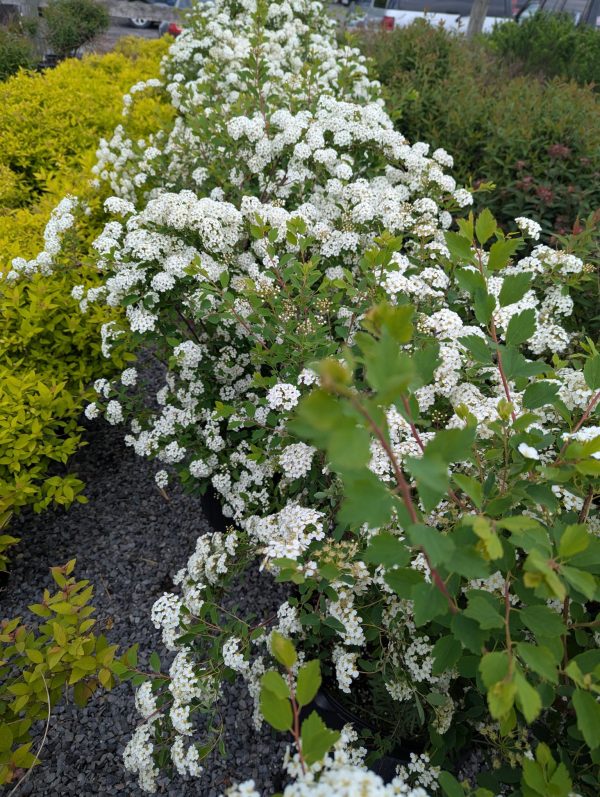 White flowering spirea shrub with arching branches and small green leaves in a garden bed.