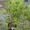 Bushy green shrub in a black plastic pot on gravel; multiple stems and bright green leaves.