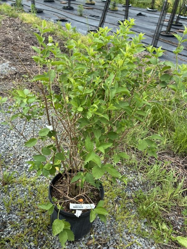 Bushy green shrub in a black plastic pot on gravel; multiple stems and bright green leaves.
