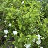 Green shrub with numerous white double flowers along the branches, leafy and dense.