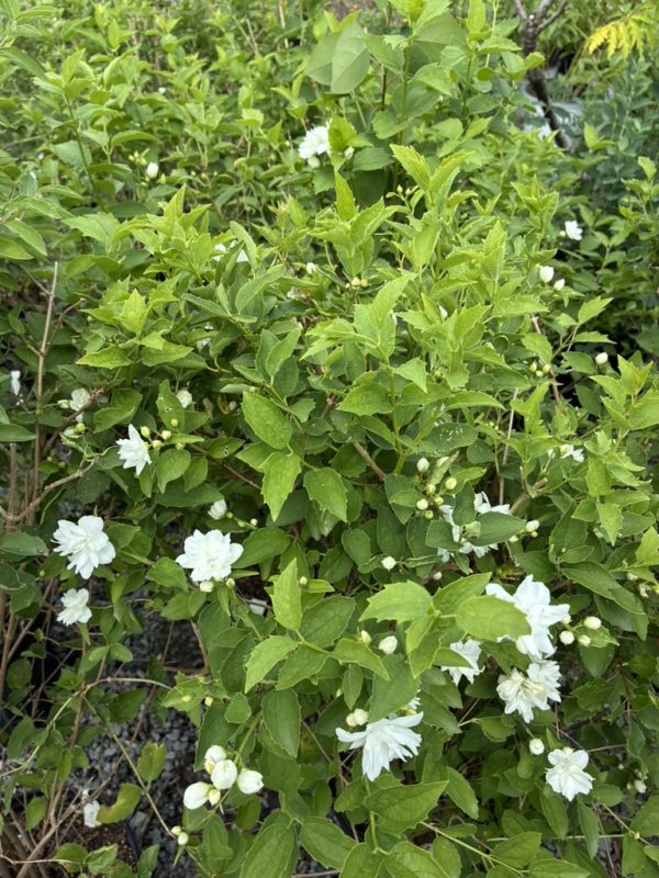 Green shrub with numerous white double flowers along the branches, leafy and dense.