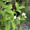Close-up of a leafy shrub with serrated green leaves and small white flower buds ready to bloom.
