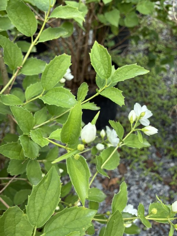 Close-up of a leafy shrub with serrated green leaves and small white flower buds ready to bloom.