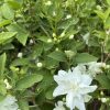 White double-blossom flower on a green leafy shrub, with several buds and dense foliage
