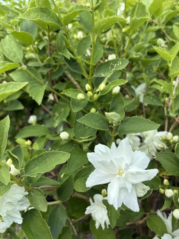 White double-blossom flower on a green leafy shrub, with several buds and dense foliage