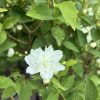 White double-flowered bloom on a green shrub, surrounded by glossy leaves.