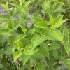 Close-up of a leafy shrub with bright green, serrated leaves in sunlight.
