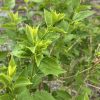 Close-up of a green shrub with bright new leaves and jagged edges on the stems.