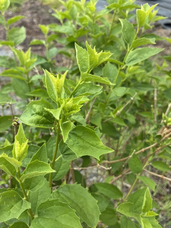 Close-up of a green shrub with bright new leaves and jagged edges on the stems.
