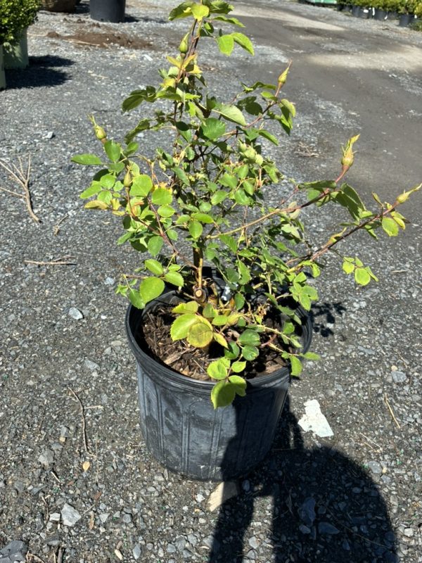 Young rose plant in a black plastic pot on gravel, with bright green serrated leaves and several flower buds forming at the tips.