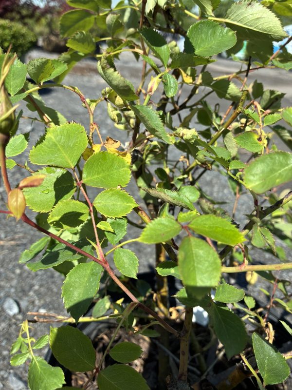 Close-up of a rose plant with green, serrated leaves and red stems in sunlight, showing thorns on the branches.