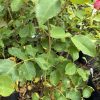 Close-up of a rose bush with green serrated leaves and a pink bud about to open in a garden setting.