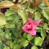 Pink rosebud beginning to unfurl among green serrated leaves in a garden setting.