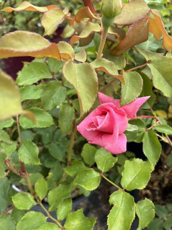 Pink rosebud beginning to unfurl among green serrated leaves in a garden setting.