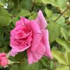 Pink rose in bloom with green rose bush leaves surrounding it on a garden shrub