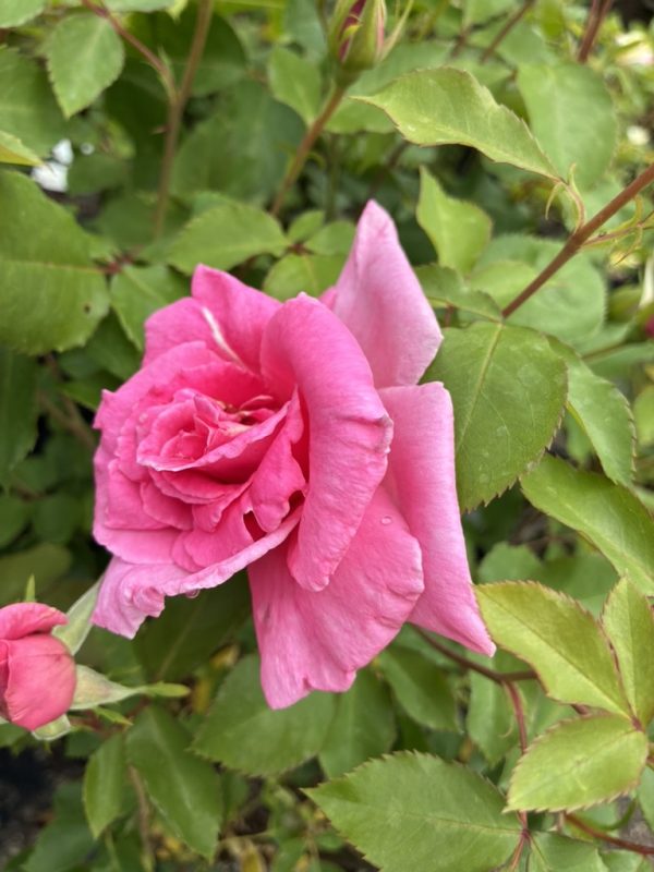 Pink rose in bloom with green rose bush leaves surrounding it on a garden shrub