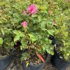 Pink roses in a black plastic nursery pot with green leaves, outdoors among other potted plants.
