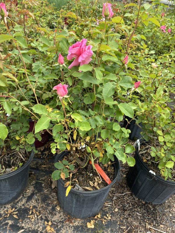 Pink roses in a black plastic nursery pot with green leaves, outdoors among other potted plants.