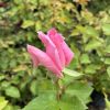 Pink rosebud beginning to open on a green shrub, with leaves around it.