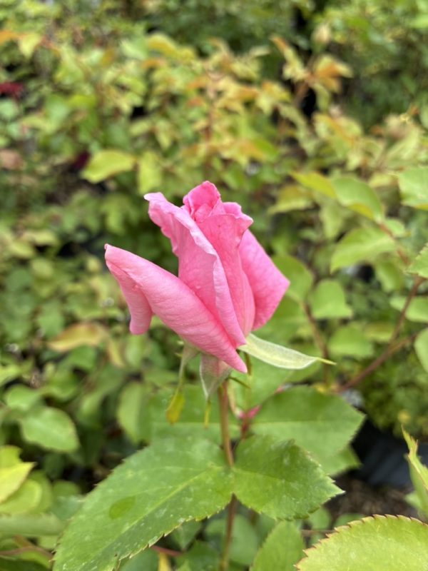 Pink rosebud beginning to open on a green shrub, with leaves around it.